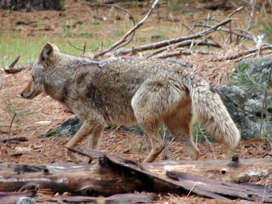 FAUNE 4 (18).JPG